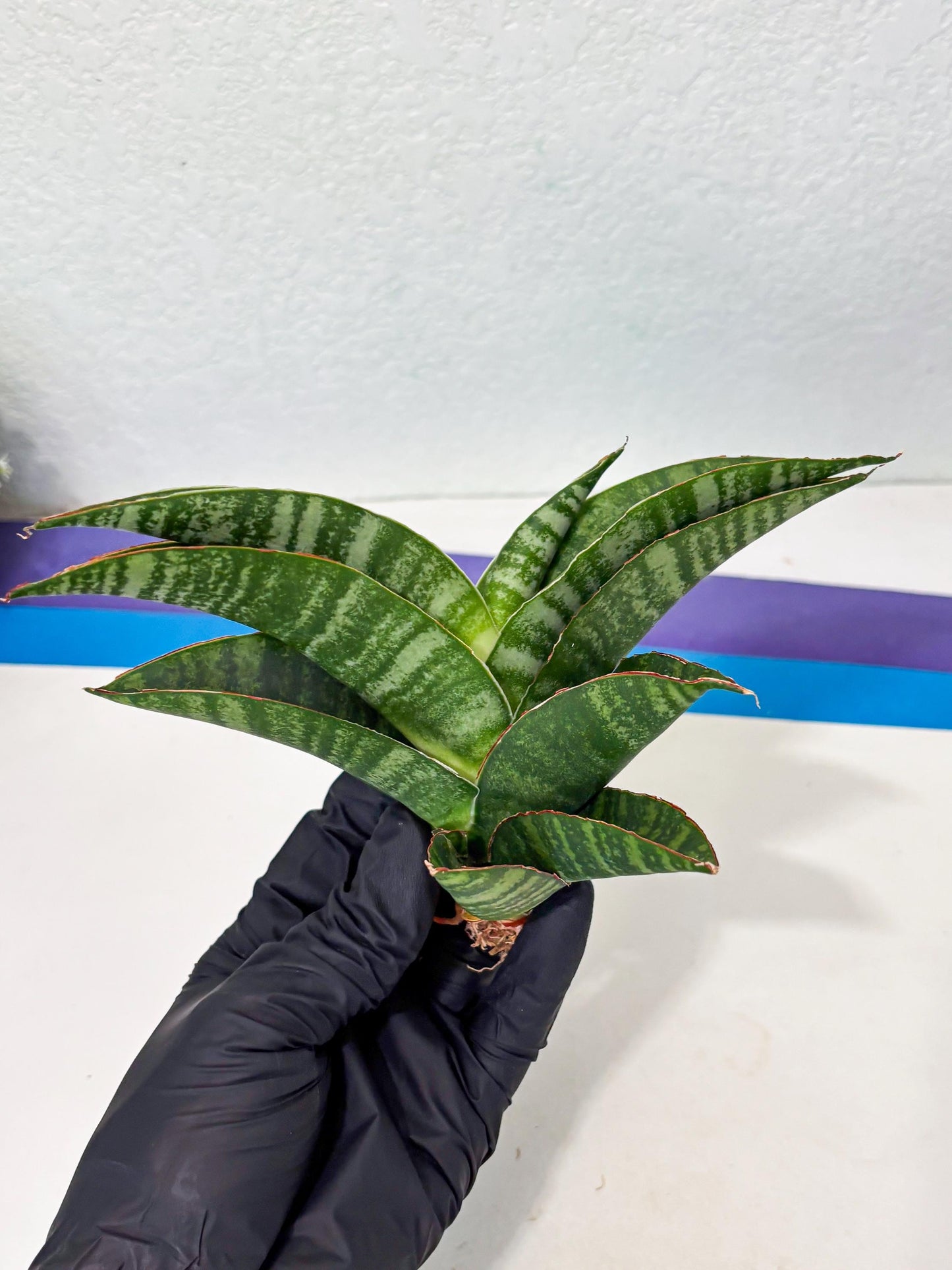 Sansevieria Marsha x Sandana Moonshine (Ba3) (4) | Rare Plant