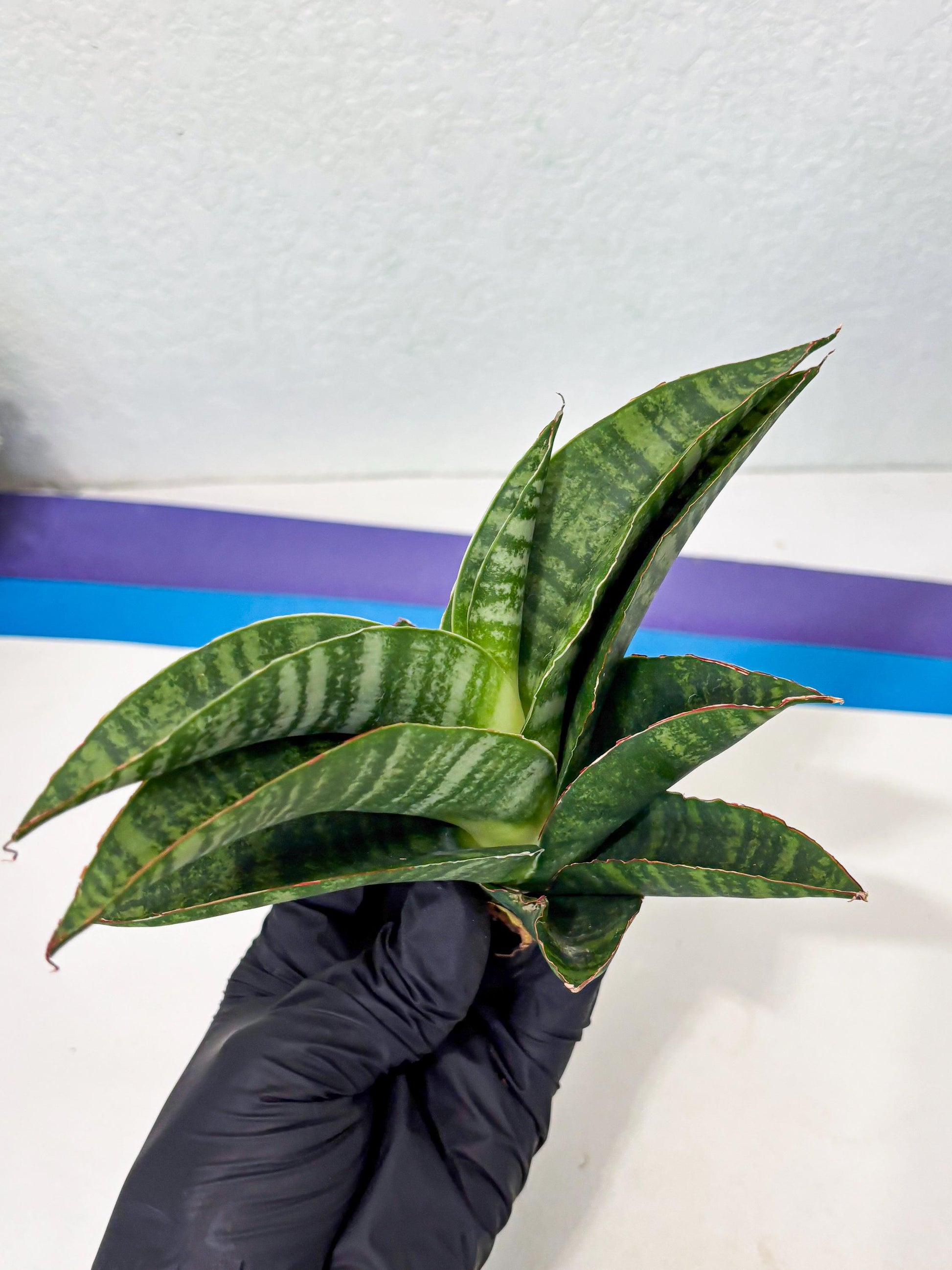 Sansevieria Marsha x Sandana Moonshine (Ba3) (4) | Rare Plant