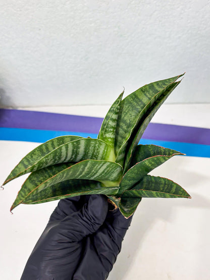 Sansevieria Marsha x Sandana Moonshine (Ba3) (4) | Rare Plant