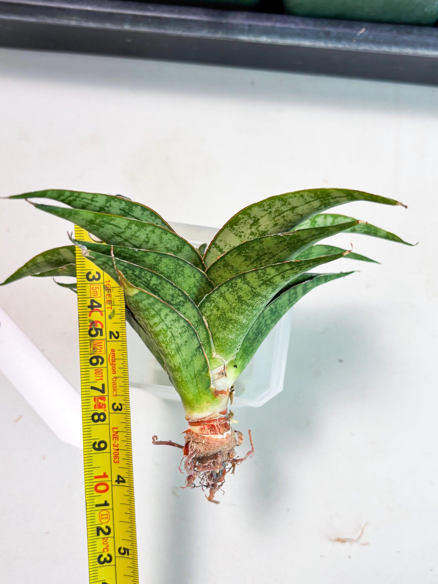 Sansevieria Masoniana x Sweet Celery (Ba3) (6) | Rare Plant