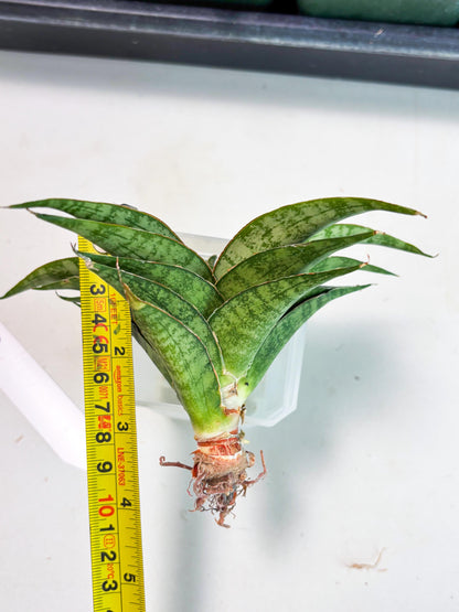 Sansevieria Masoniana x Sweet Celery (Ba3) (6) | Rare Plant