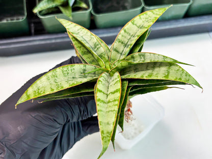 Sansevieria Masoniana x Sweet Celery (Ba3) (6) | Rare Plant