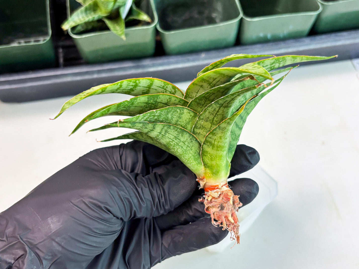 Sansevieria Masoniana x Sweet Celery (Ba3) (6) | Rare Plant