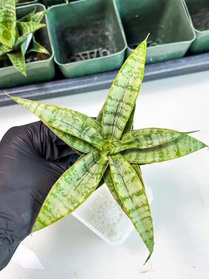 Sansevieria Masoniana x Sweet Celery (Ba3) (6) | Rare Plant