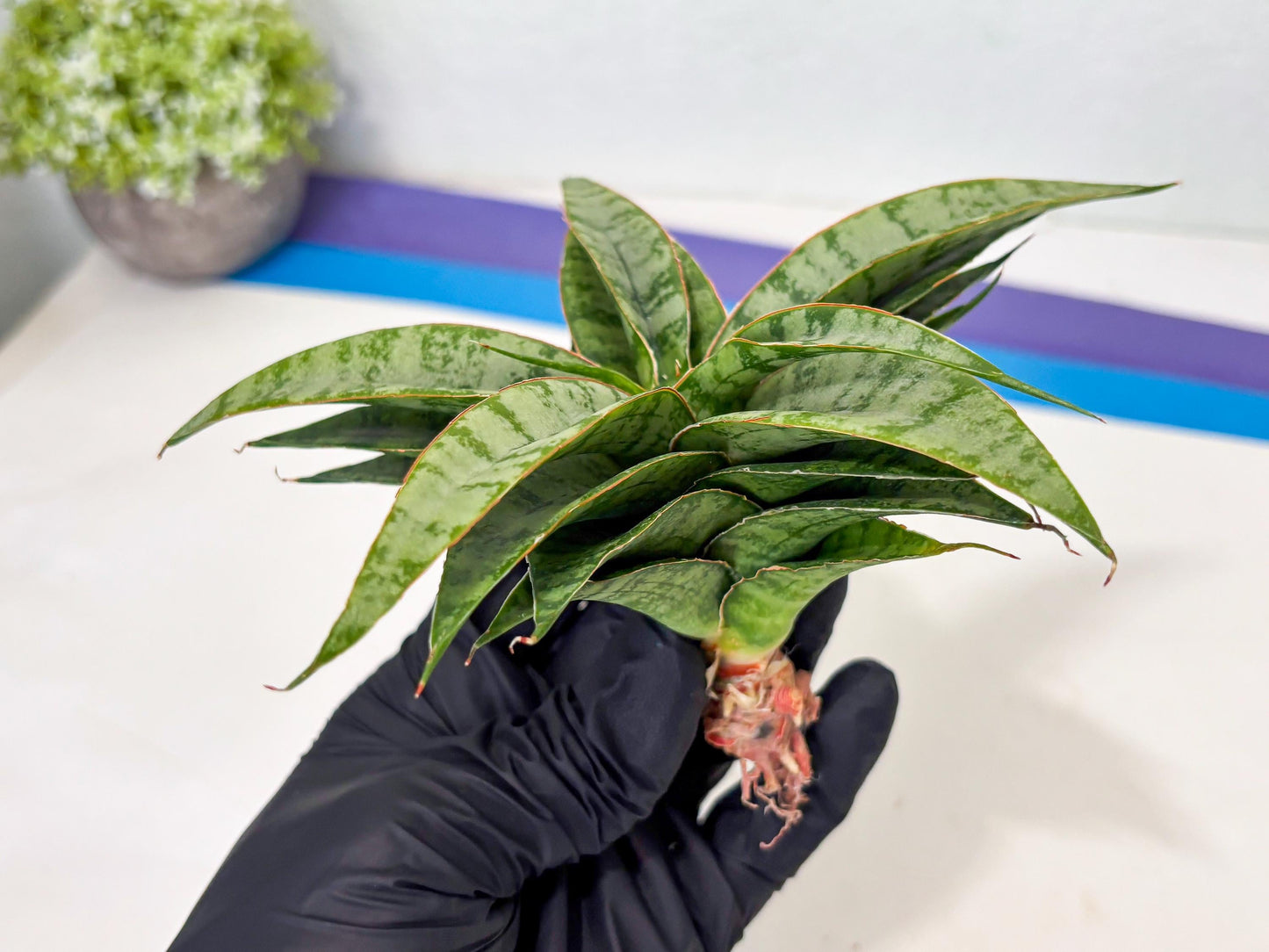 Sansevieria Masoniana x Sweet Celery (Ba3) (6) | Rare Plant