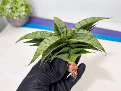 Sansevieria Masoniana x Sweet Celery (Ba3) (6) | Rare Plant