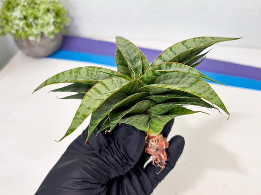 Sansevieria Masoniana x Sweet Celery (Ba3) (6) | Rare Plant