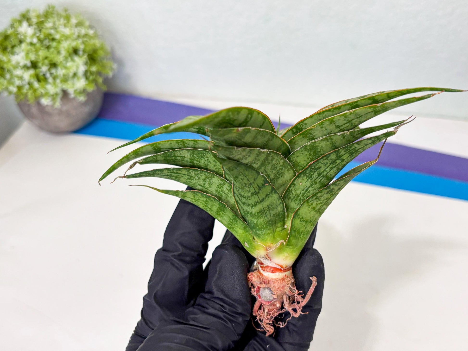 Sansevieria Masoniana x Sweet Celery (Ba3) (6) | Rare Plant