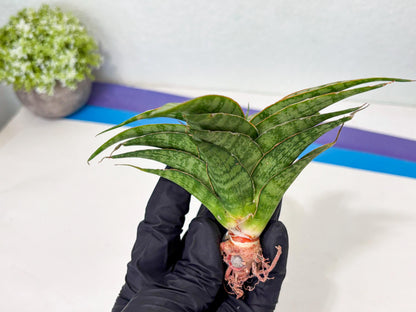 Sansevieria Masoniana x Sweet Celery (Ba3) (6) | Rare Plant