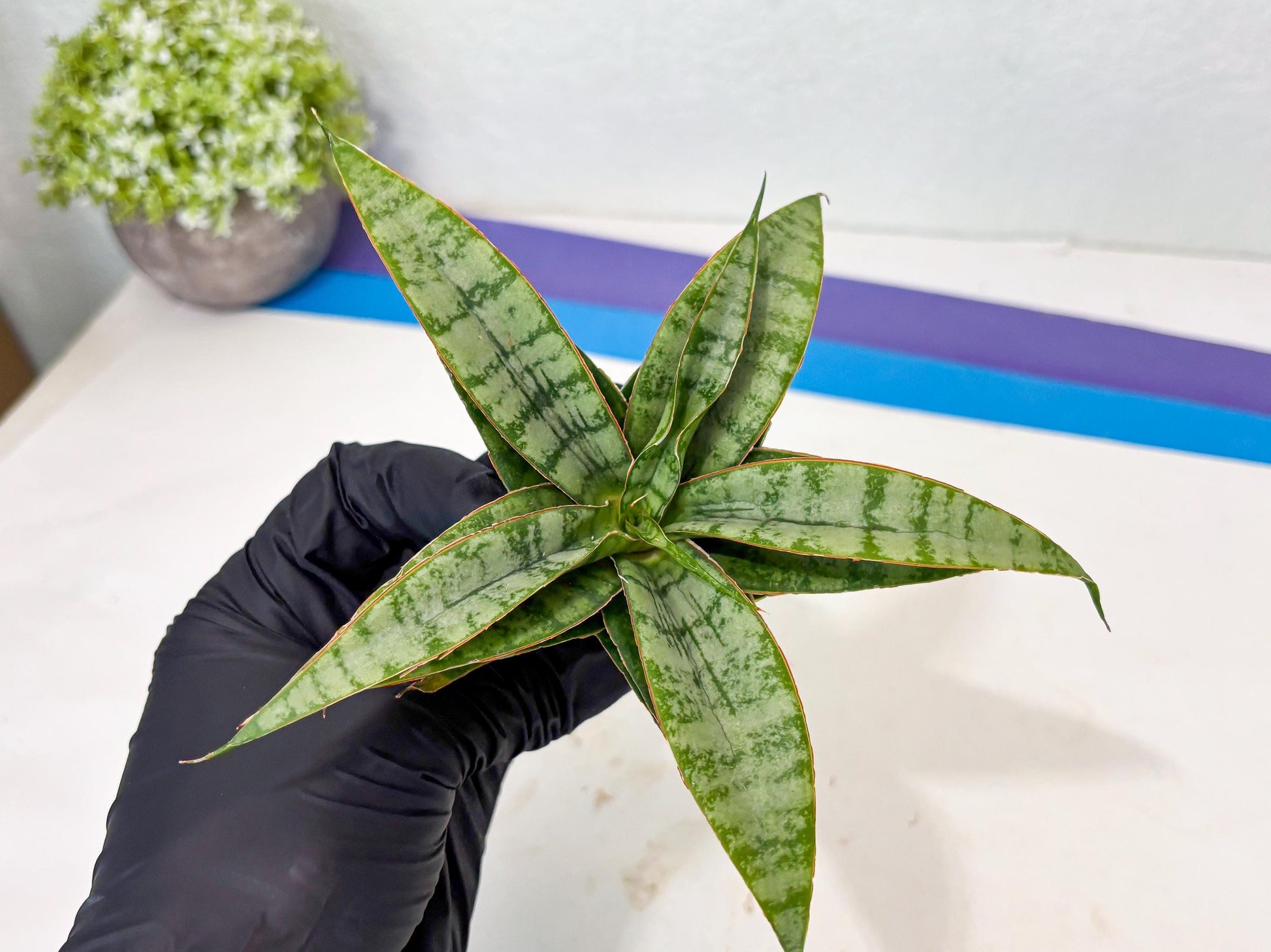 Sansevieria Masoniana x Sweet Celery (Ba3) (6) | Rare Plant