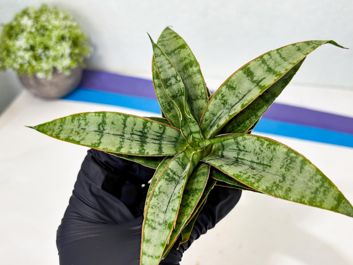 Sansevieria Masoniana x Sweet Celery (Ba3) (6) | Rare Plant