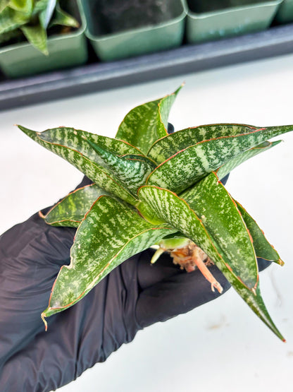 Sansevieria Maesha x Kasih (Ba3) (8) | Hybrid Snake Plant
