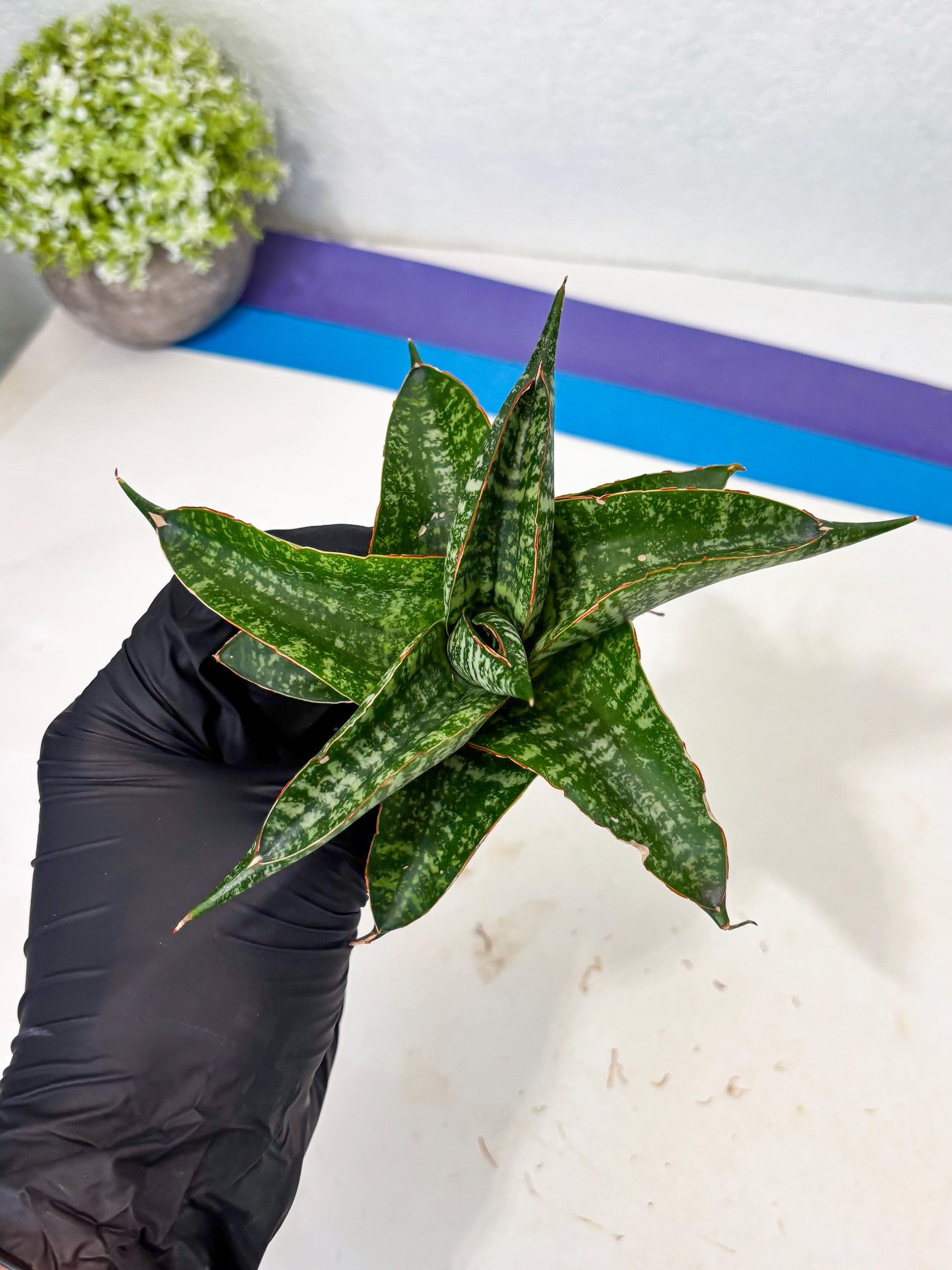 Sansevieria Maesha x Kasih (Ba3) (8) | Hybrid Snake Plant