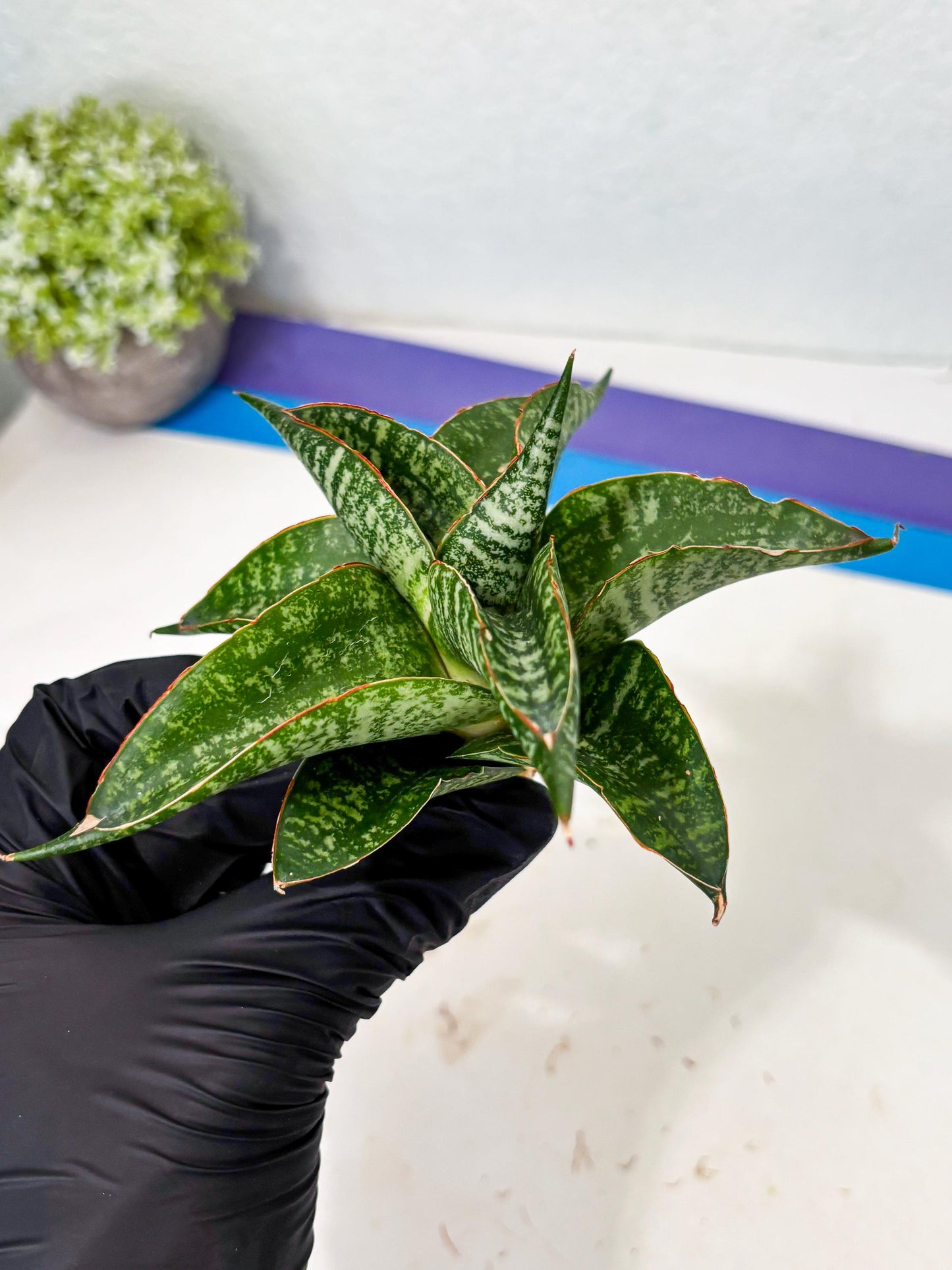 Sansevieria Maesha x Kasih (Ba3) (8) | Hybrid Snake Plant