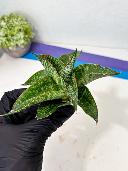 Sansevieria Maesha x Kasih (Ba3) (8) | Hybrid Snake Plant