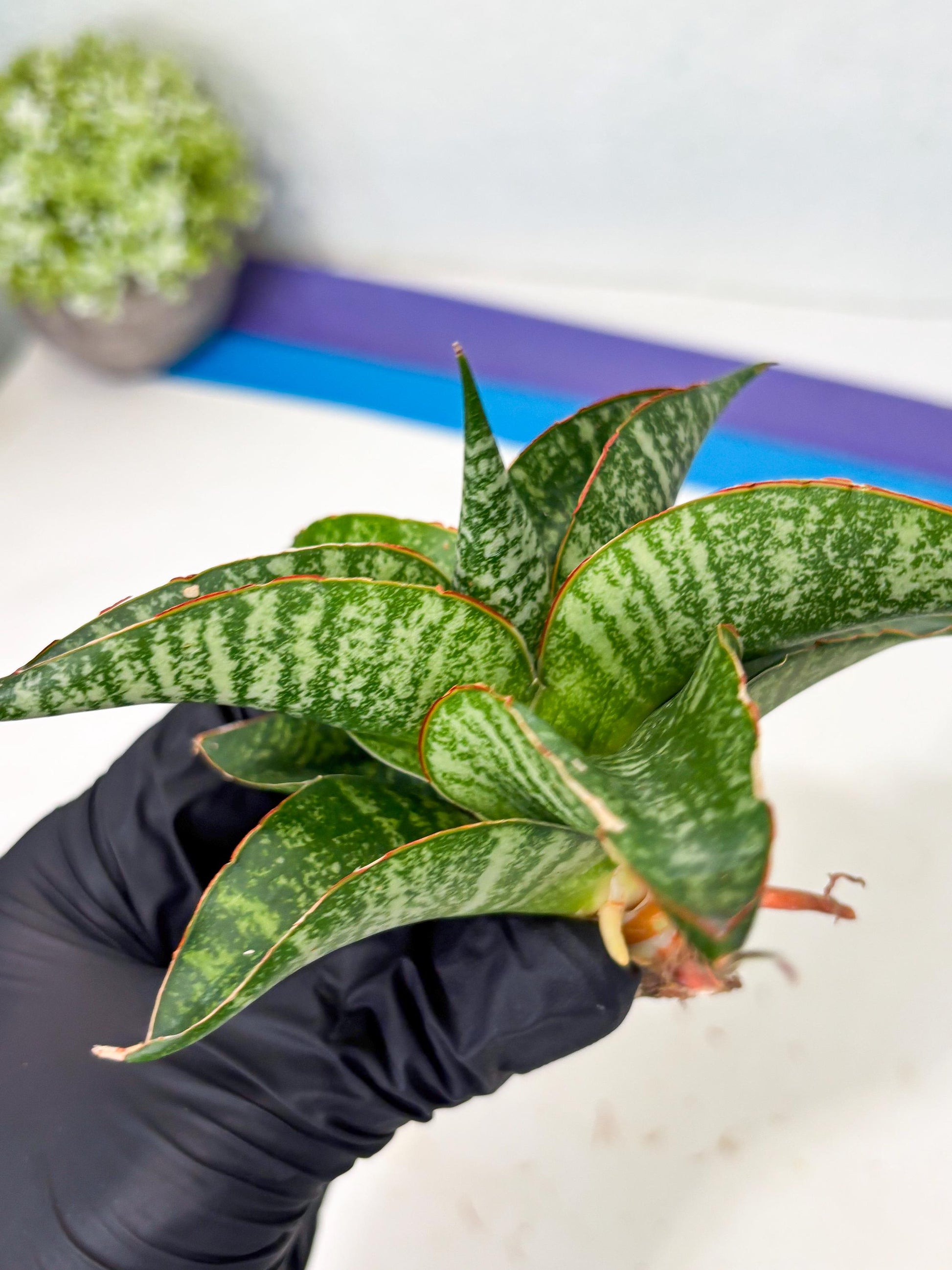 Sansevieria Maesha x Kasih (Ba3) (8) | Hybrid Snake Plant