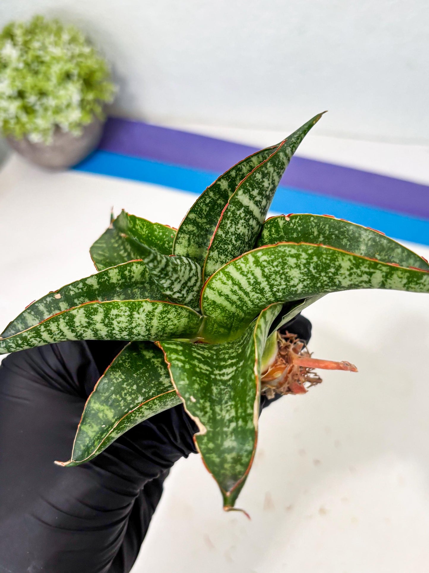 Sansevieria Maesha x Kasih (Ba3) (8) | Hybrid Snake Plant