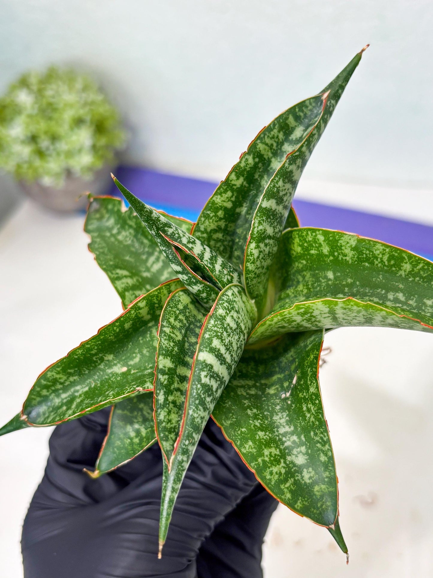 Sansevieria Maesha x Kasih (Ba3) (8) | Hybrid Snake Plant