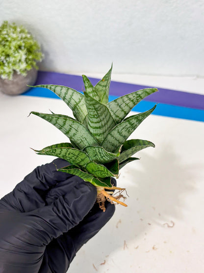 Sansevieria Amabilis (Ba3) (10) | Hybrid Snake Plant