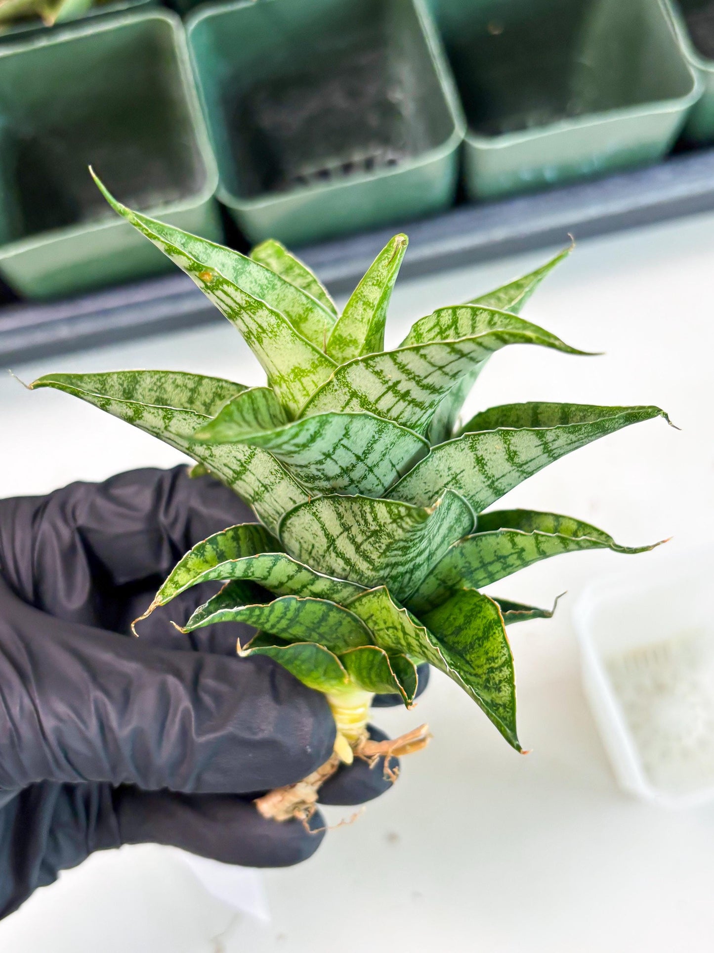 Sansevieria Amabilis (Ba3) (10) | Hybrid Snake Plant