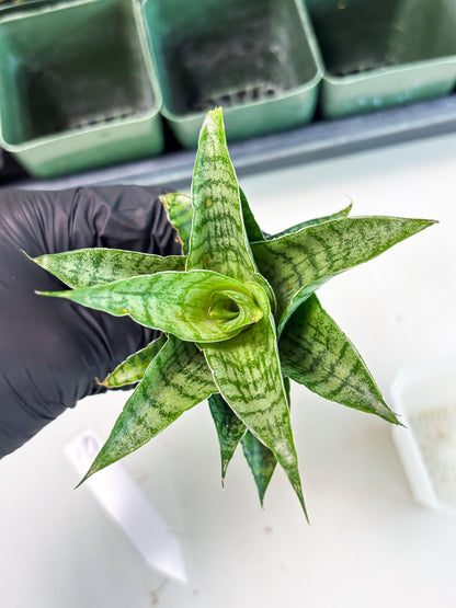 Sansevieria Amabilis (Ba3) (10) | Hybrid Snake Plant