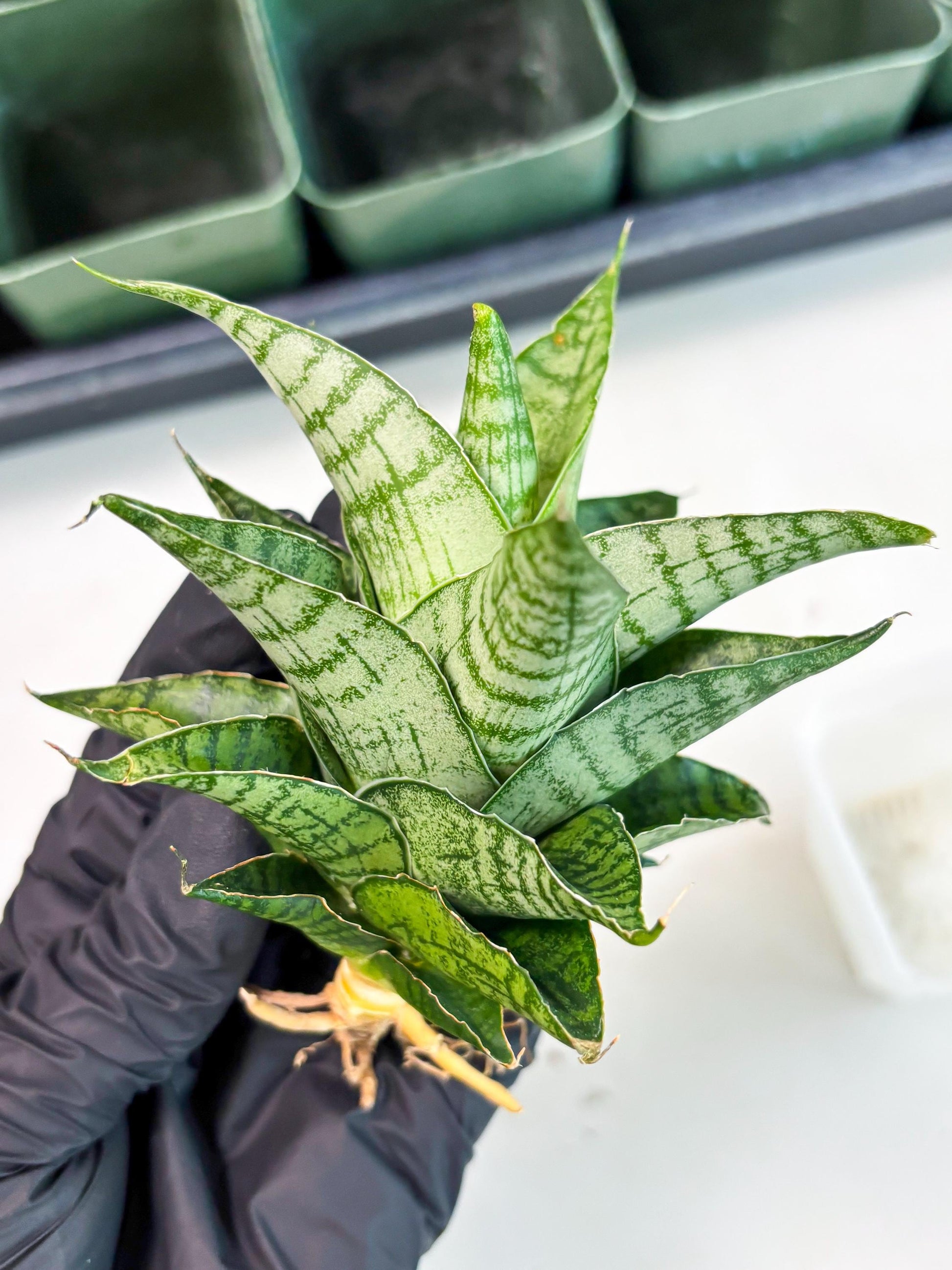 Sansevieria Amabilis (Ba3) (10) | Hybrid Snake Plant