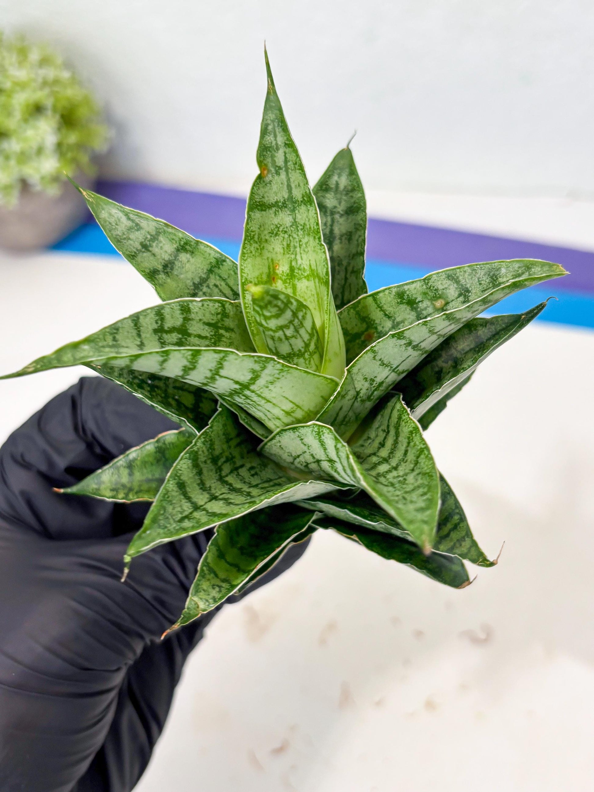 Sansevieria Amabilis (Ba3) (10) | Hybrid Snake Plant