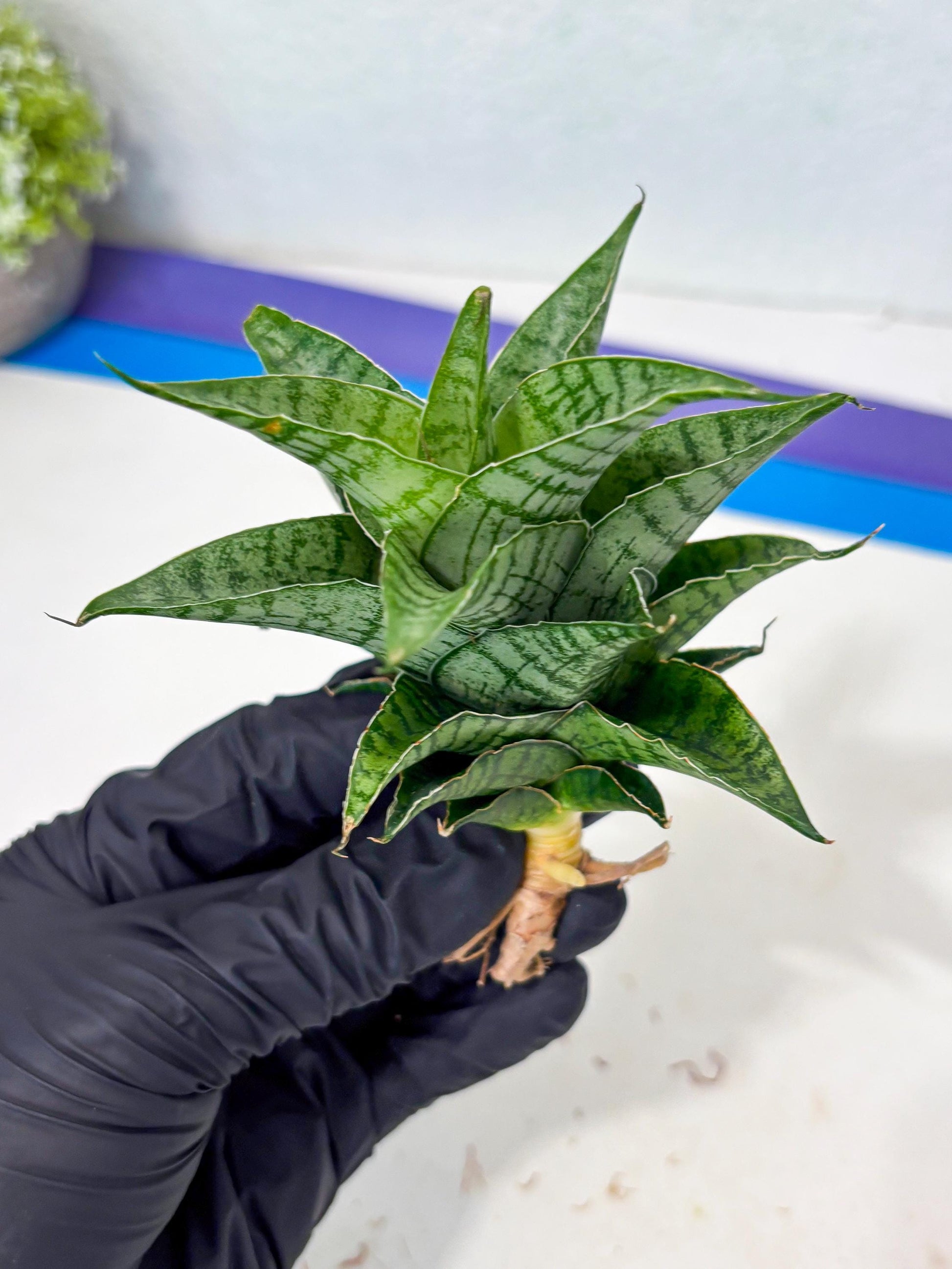 Sansevieria Amabilis (Ba3) (10) | Hybrid Snake Plant