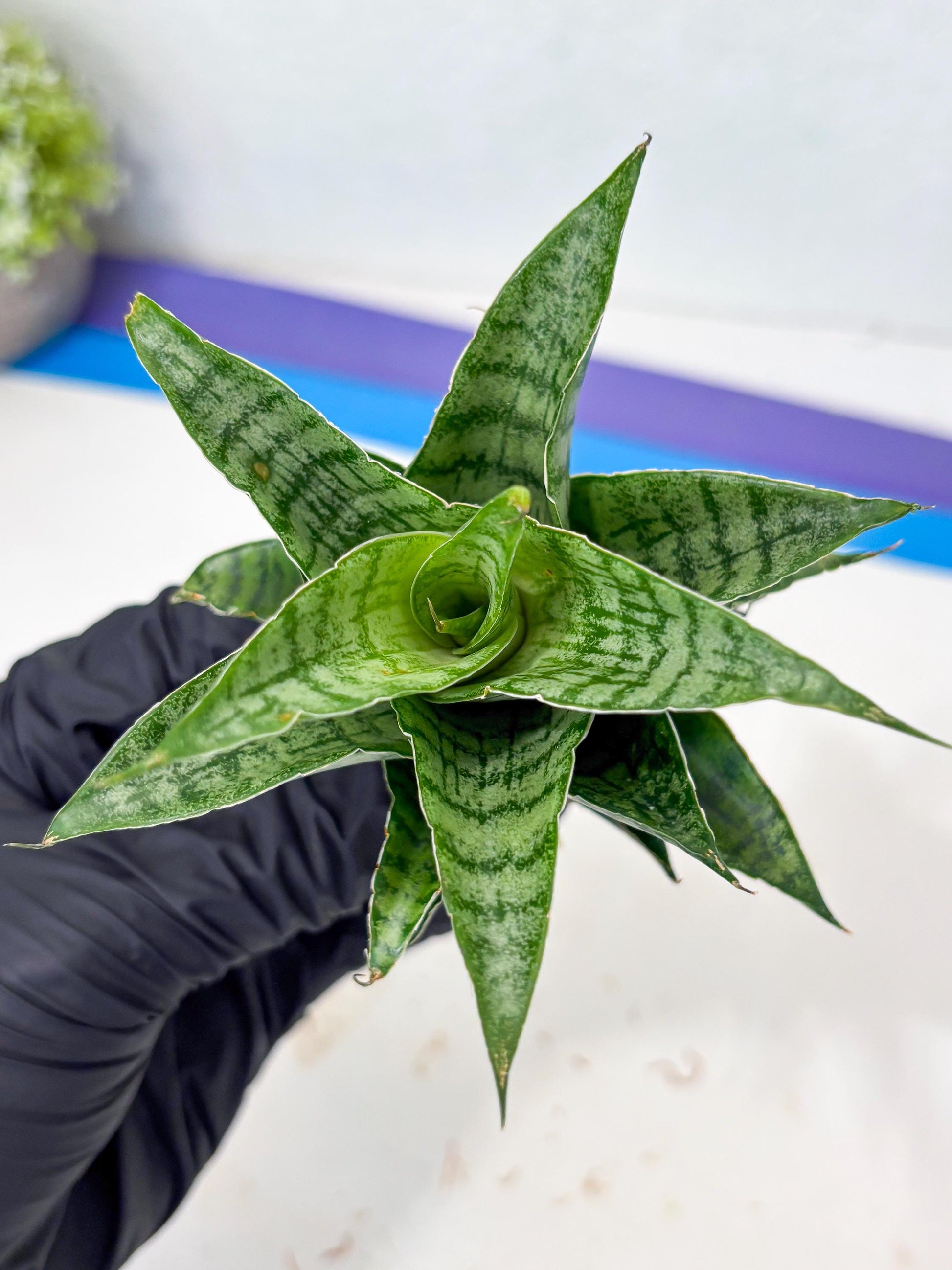 Sansevieria Amabilis (Ba3) (10) | Hybrid Snake Plant
