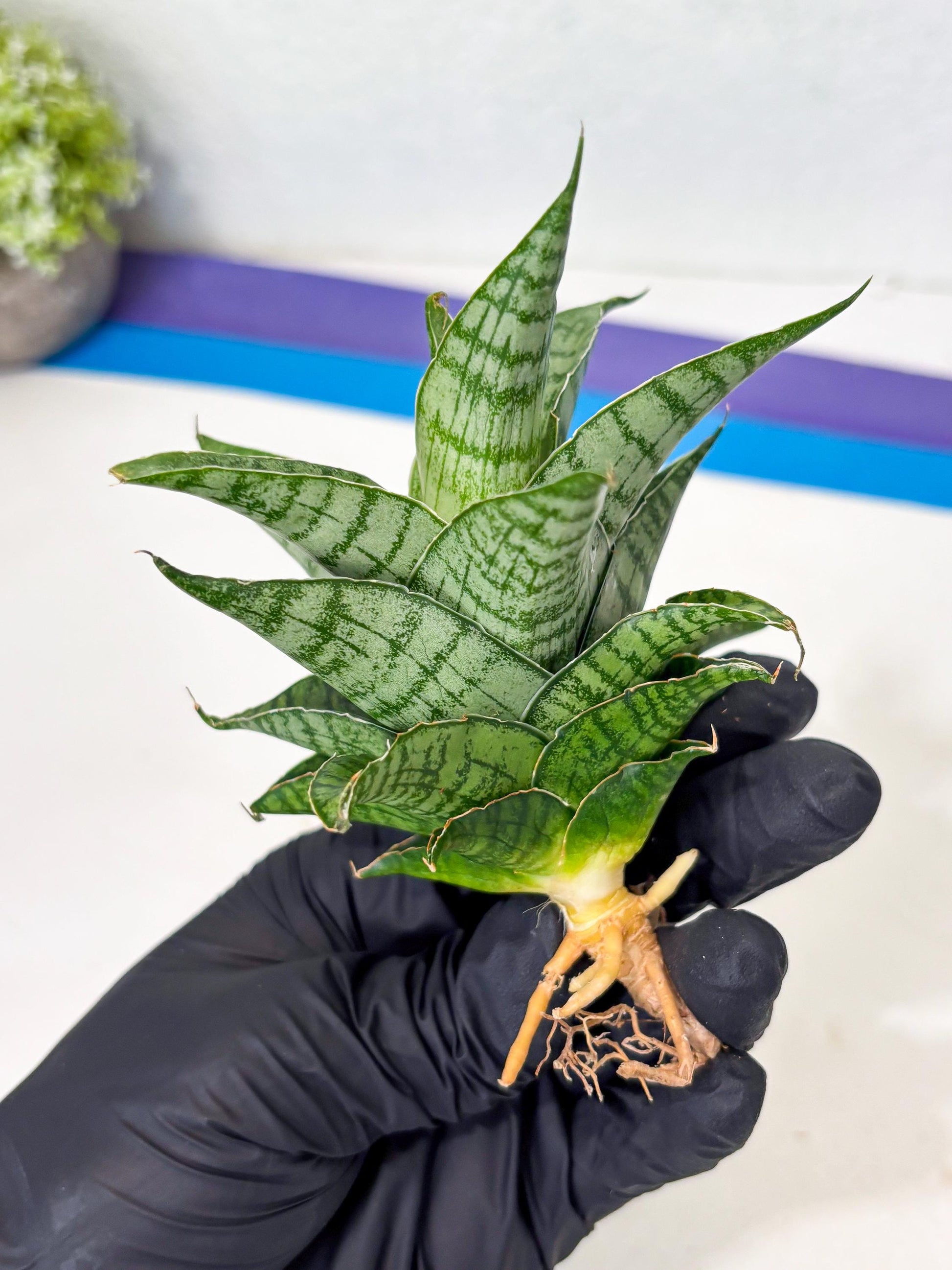 Sansevieria Amabilis (Ba3) (10) | Hybrid Snake Plant