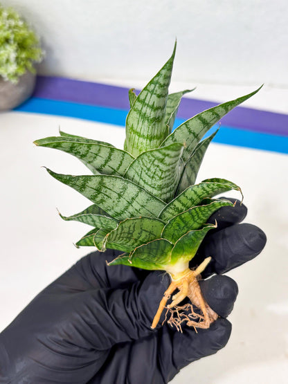 Sansevieria Amabilis (Ba3) (10) | Hybrid Snake Plant