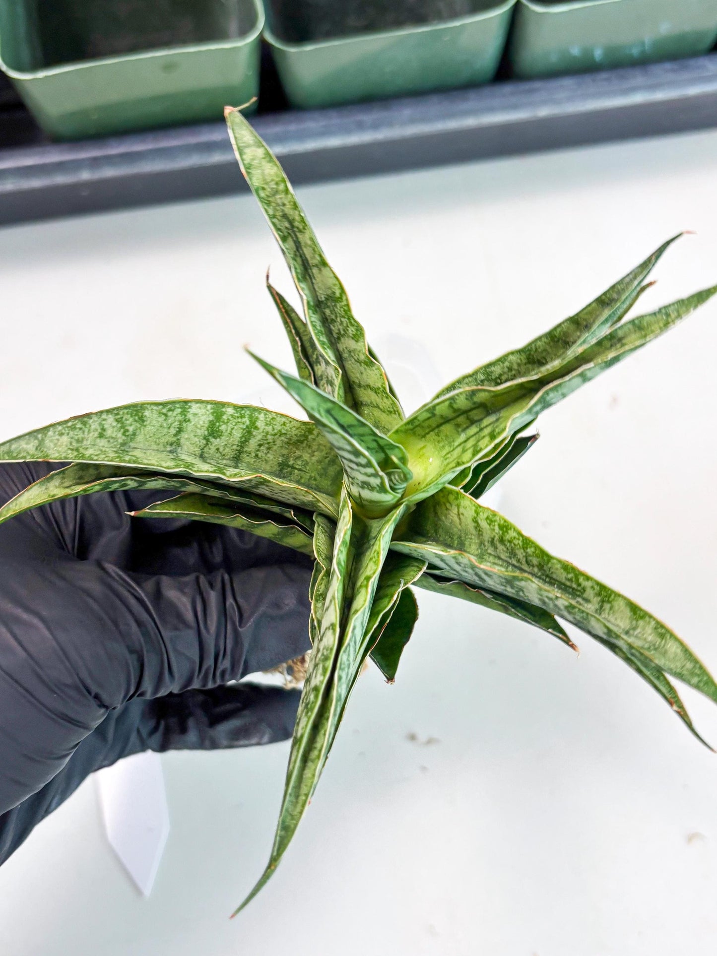 Sansevieria Dolphin (Ba3) (14) | Rare Collection