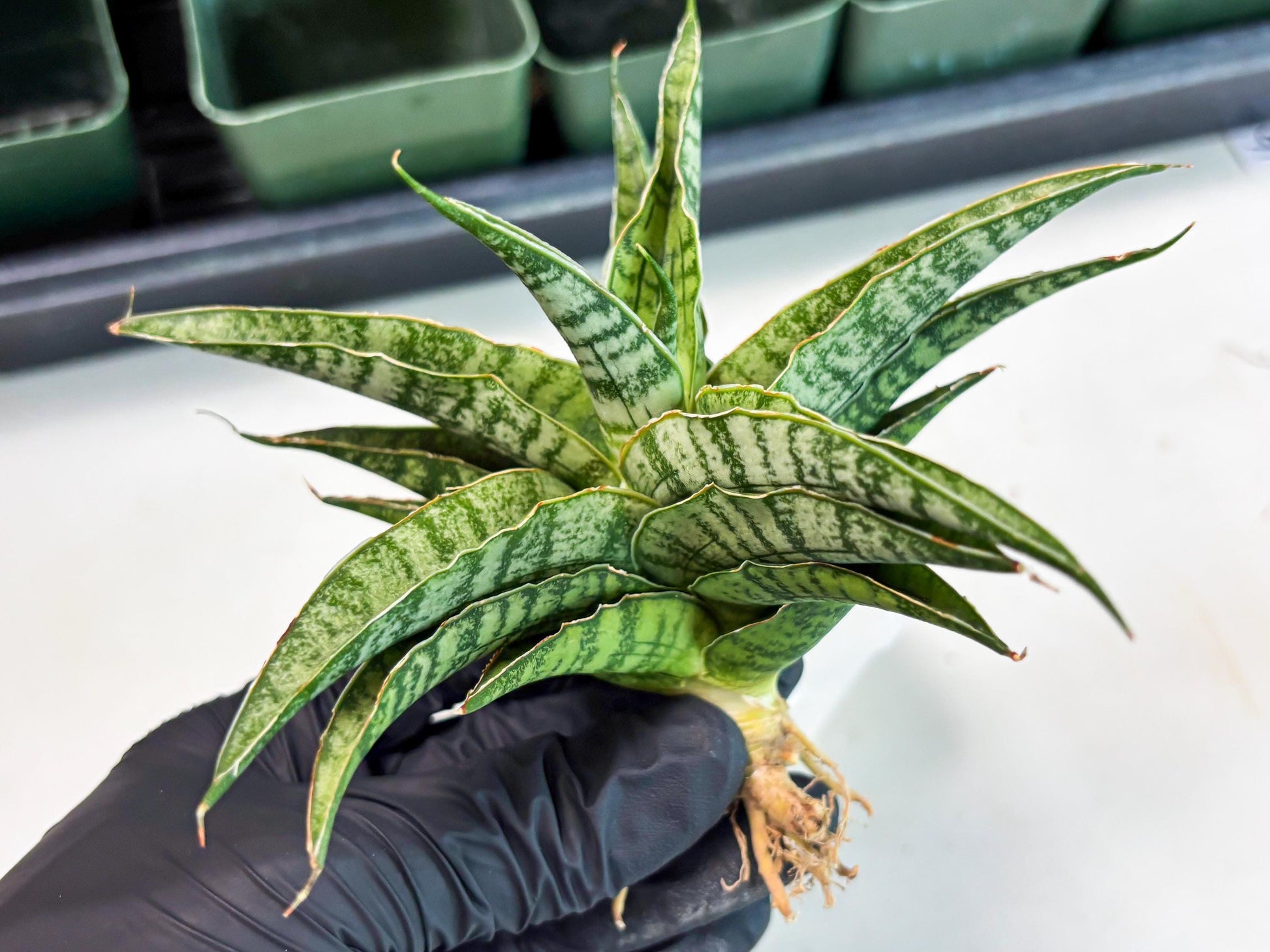 Sansevieria Dolphin (Ba3) (14) | Rare Collection