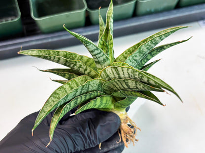 Sansevieria Dolphin (Ba3) (14) | Rare Collection