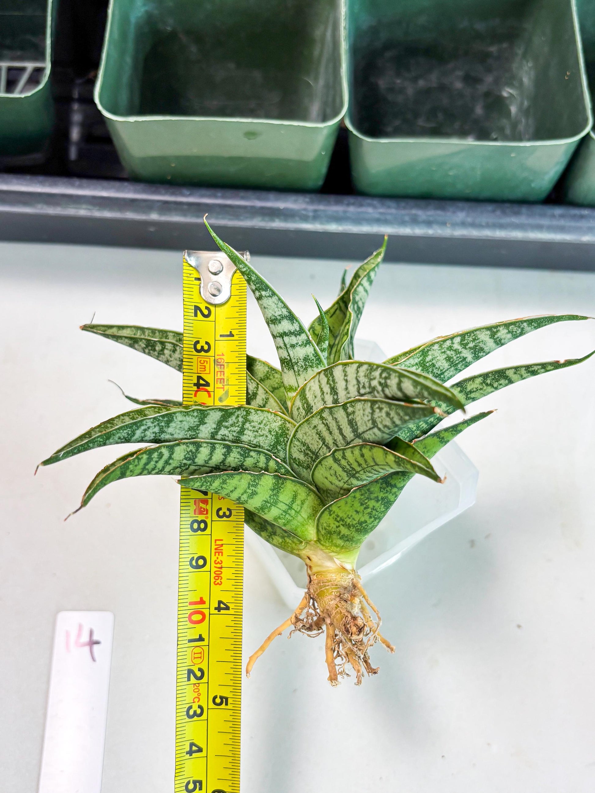 Sansevieria Dolphin (Ba3) (14) | Rare Collection
