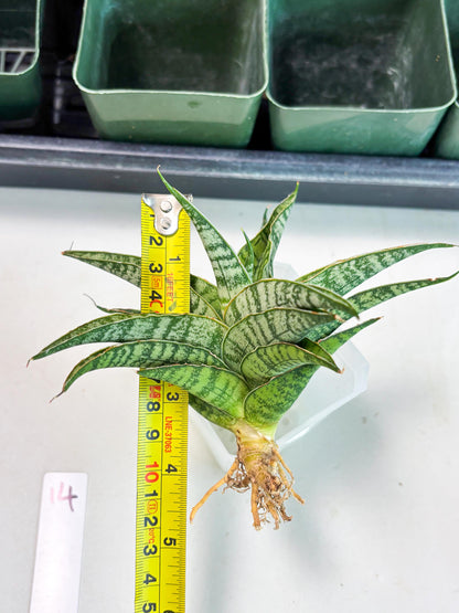 Sansevieria Dolphin (Ba3) (14) | Rare Collection