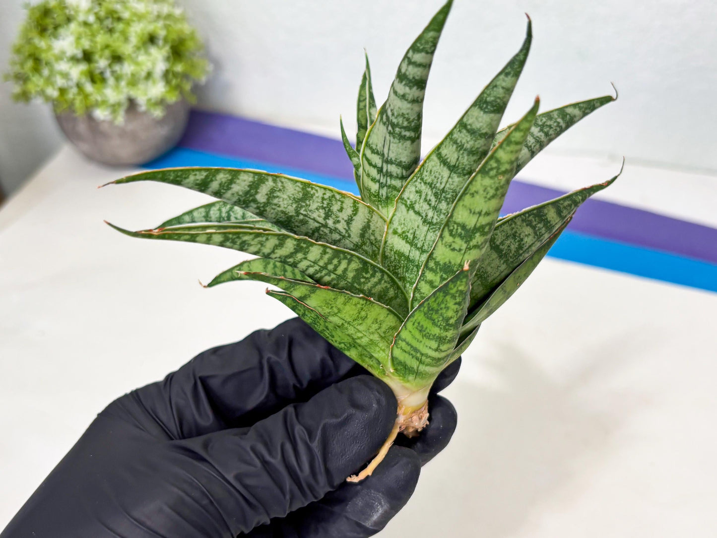 Sansevieria Dolphin (Ba3) (14) | Rare Collection