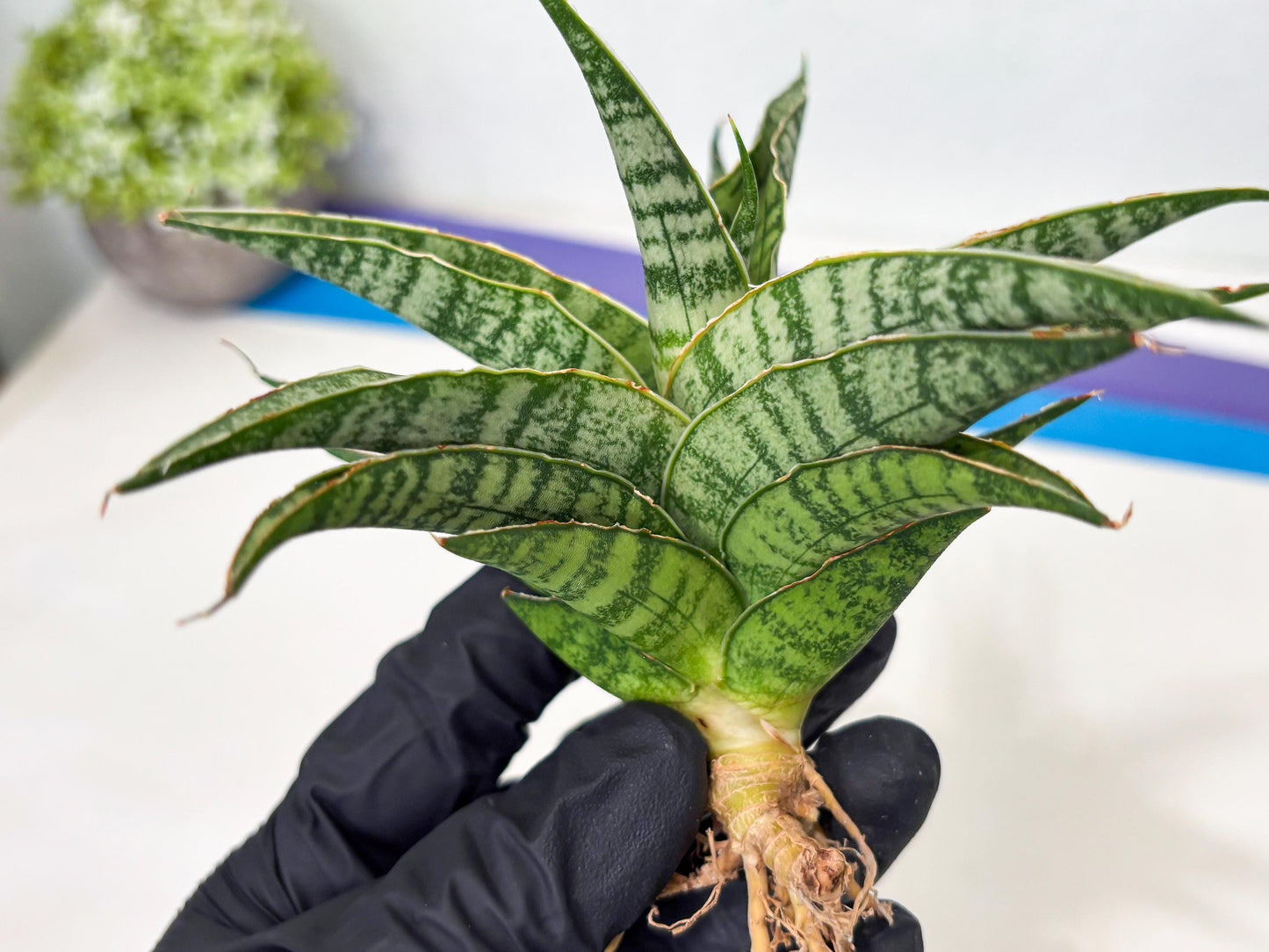 Sansevieria Dolphin (Ba3) (14) | Rare Collection