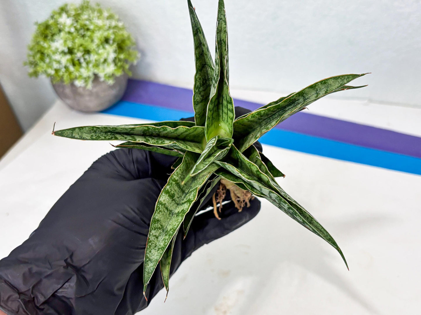 Sansevieria Dolphin (Ba3) (14) | Rare Collection