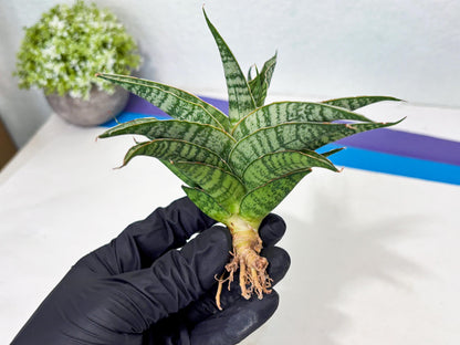 Sansevieria Dolphin (Ba3) (14) | Rare Collection