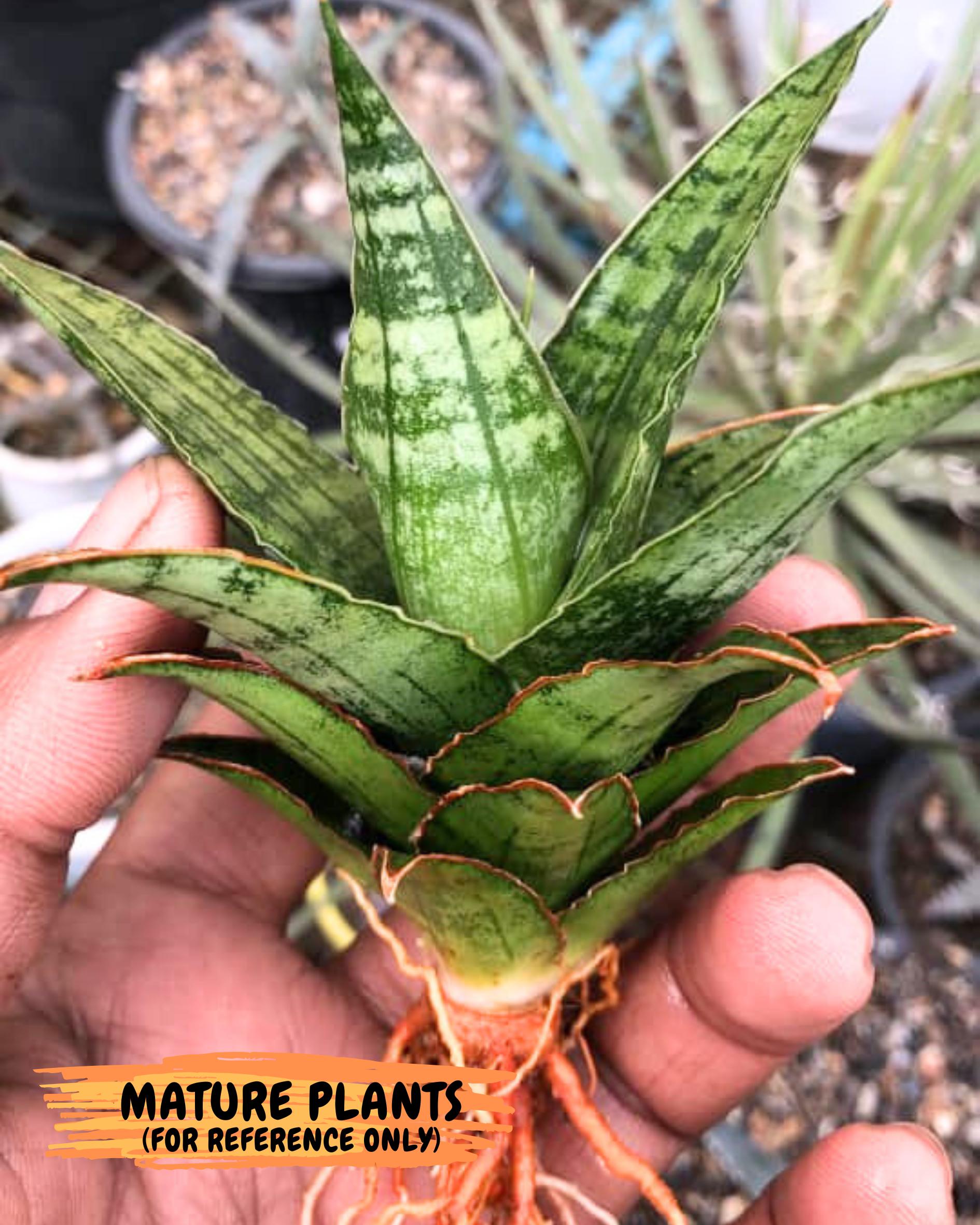 Sansevieria Adelina (Ba3) (16) | Rare Collection