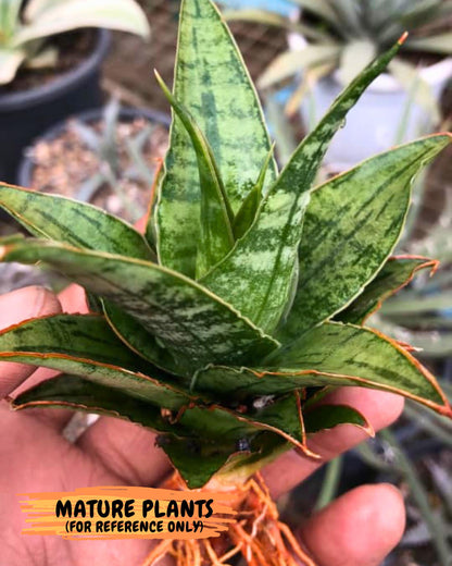 Sansevieria Adelina (Ba3) (16) | Rare Collection