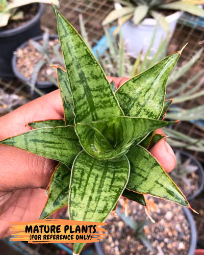 Sansevieria Adelina (Ba3) (16) | Rare Collection