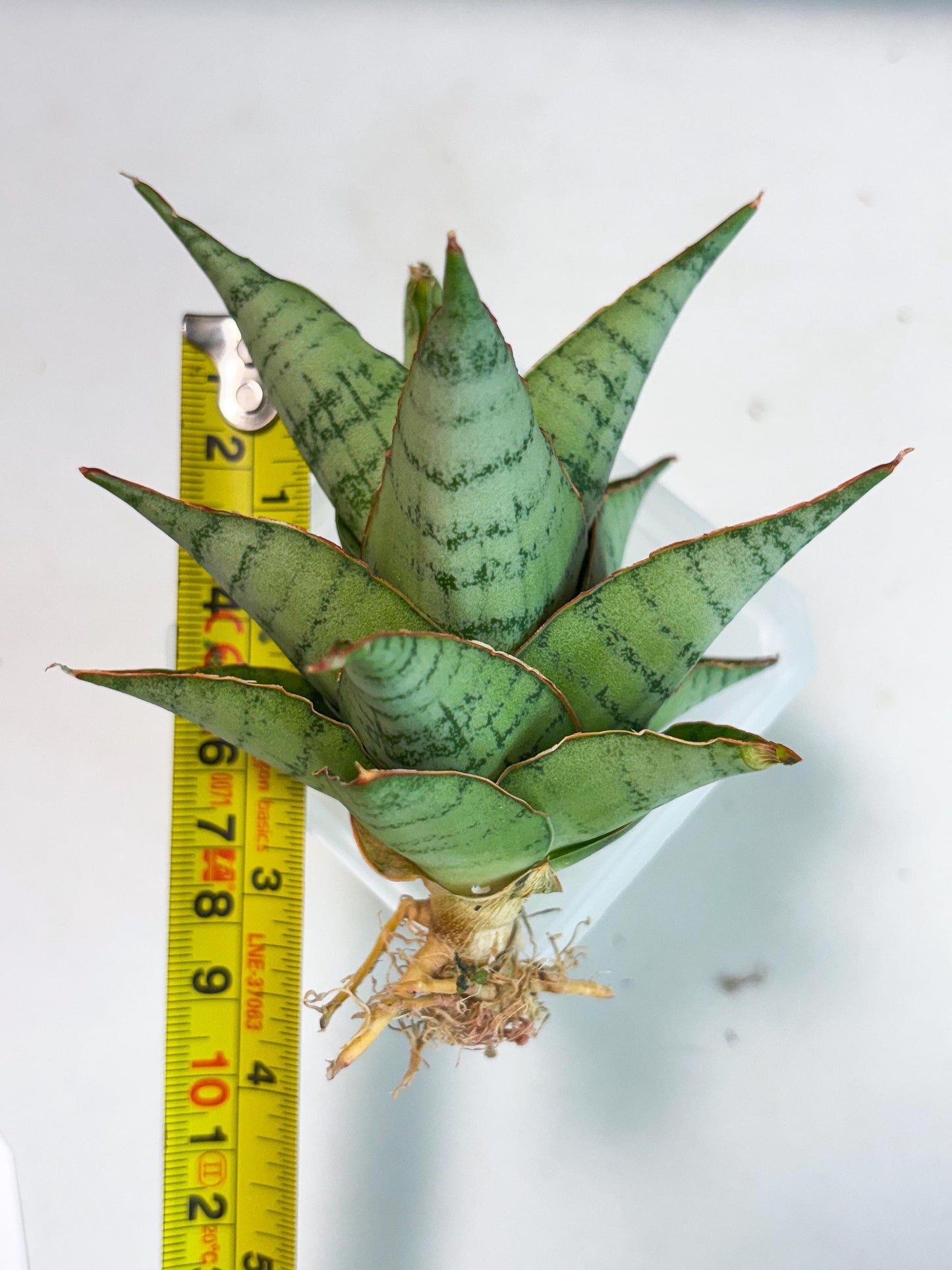 Sansevieria Adelina (Ba3) (16) | Rare Collection