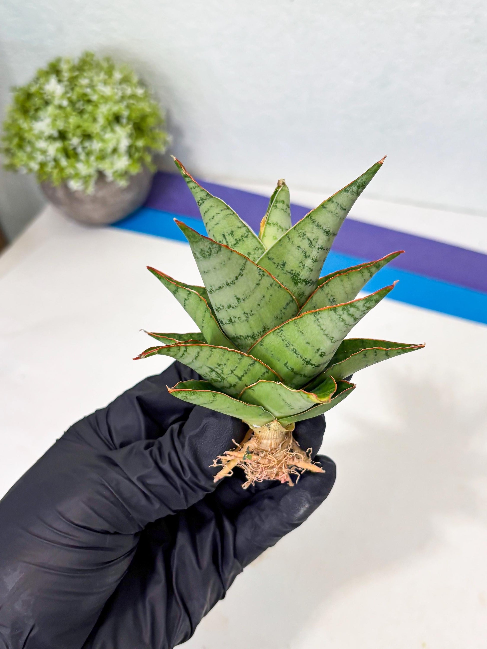 Sansevieria Adelina (Ba3) (16) | Rare Collection