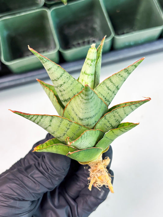 Sansevieria Adelina (Ba3) (16) | Rare Collection