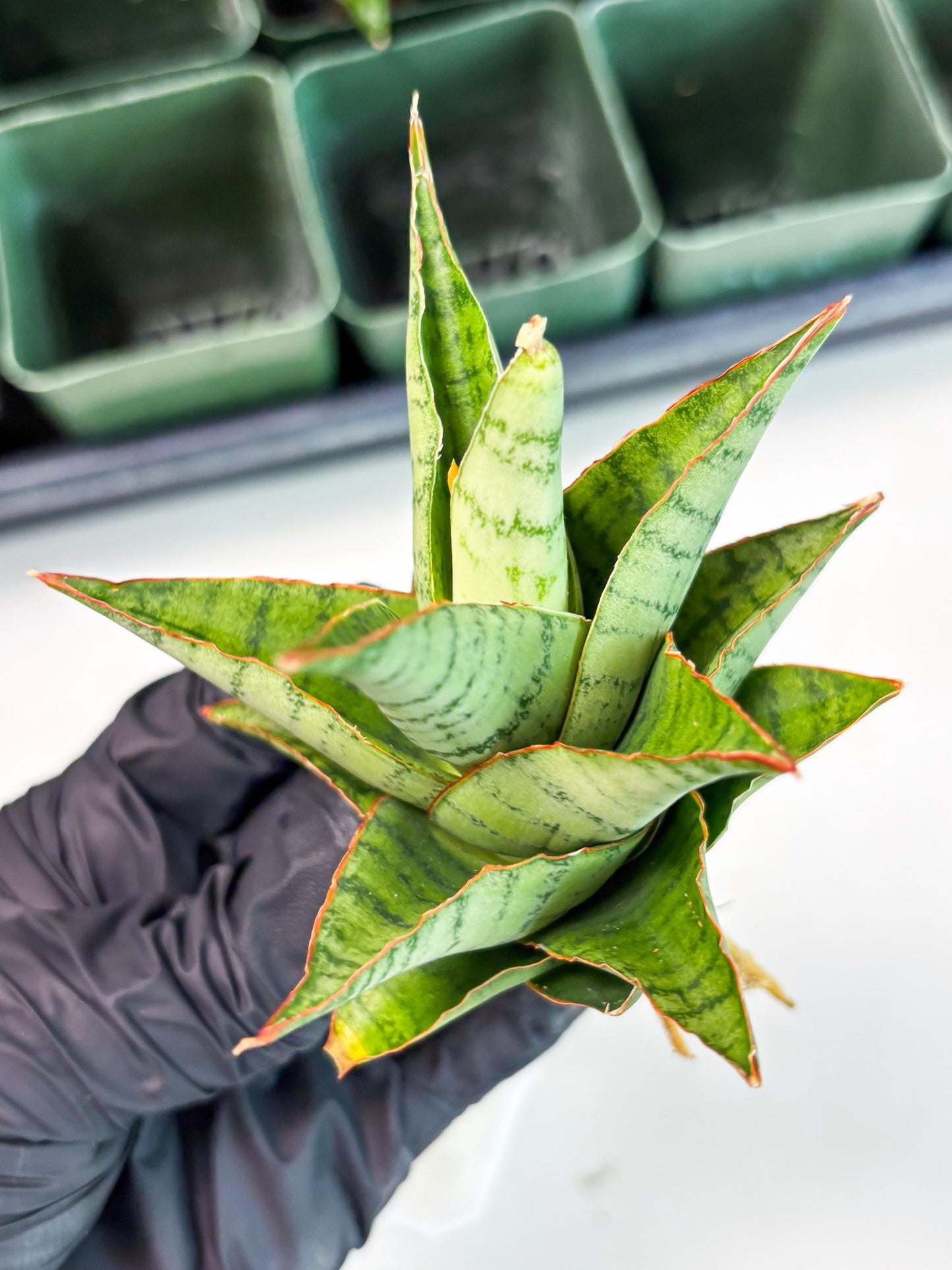Sansevieria Adelina (Ba3) (16) | Rare Collection