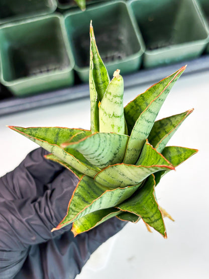 Sansevieria Adelina (Ba3) (16) | Rare Collection