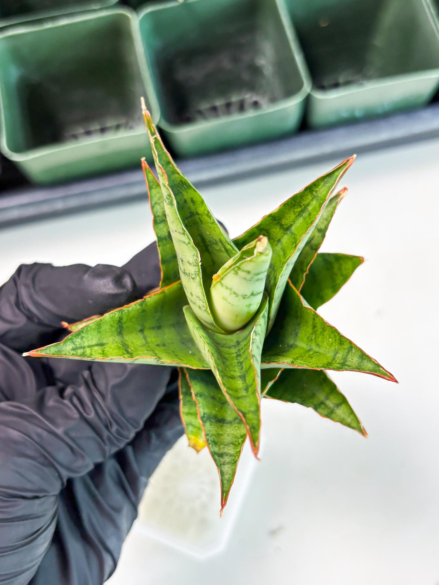 Sansevieria Adelina (Ba3) (16) | Rare Collection
