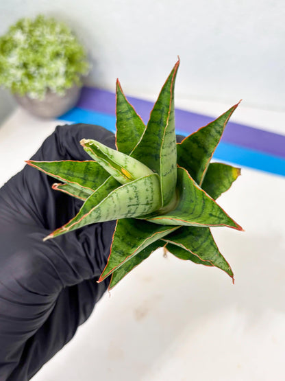 Sansevieria Adelina (Ba3) (16) | Rare Collection
